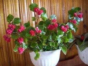 Бегонии: яркие акценты для вашего сада и дома