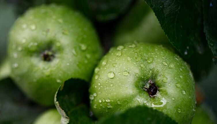 ������� �� �����: ������ ������ ������ �������� ������ �������