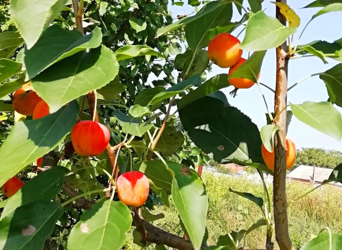 �������� ���������