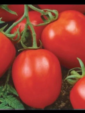 ����� �����: ������� ��������� ����������� � ����������� ������