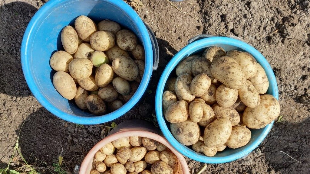 Секреты успешного урожая: как добиться ведра картошки с куста