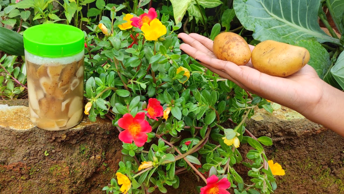 Как натуральная подкормка из картофельных очисток спасёт вашу рассаду