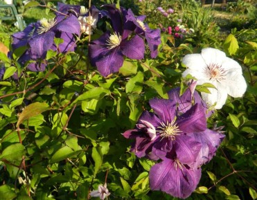 ��� ������ ��������� �� ����: ������� �������� �����