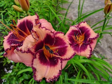 Лилейники: яркие акценты вашего сада с минимальными затратами