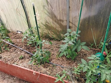 Секреты обильного урожая томатов в июне: как правильно подкормить растения?