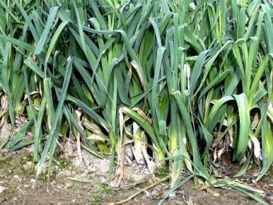 Максимум из вашего огорода: как правильно использовать междурядья чеснока