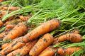 Пять секретов хранения моркови на зиму