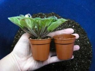 ������ ��� ������: ������� ������� � ���� ������� ��������