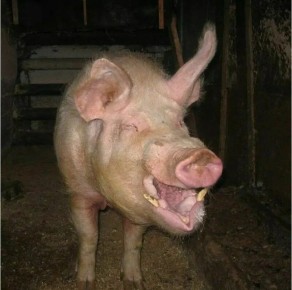 �������� � �������: ������ ������ �� ������� �����