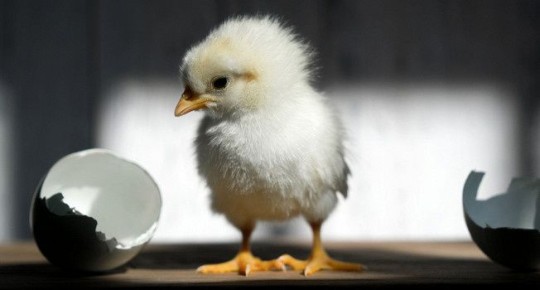 ��� ����� ����� � ������� ����: ����������� ����