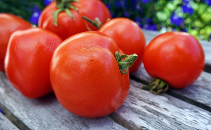 Томат Атоль: спокойный взгляд на неприхотливый раннеспелый сорт и его урожай