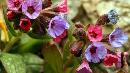 Медуница: секреты красоты и здоровья для вашего сада