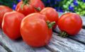 Томат Атоль: спокойный взгляд на неприхотливый раннеспелый сорт и его урожай