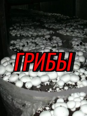 ����� �� ����� �����: ��� ����� ��������� �� ����