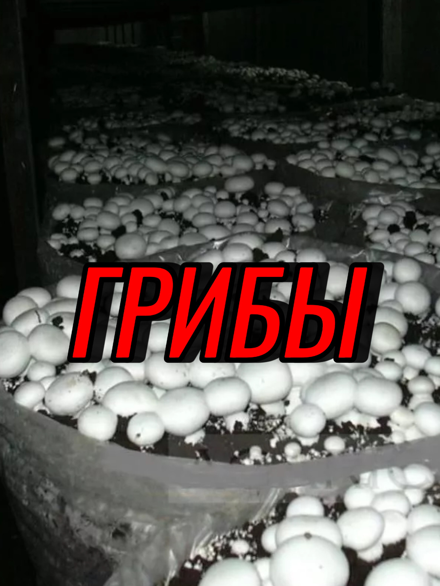 Грибы на вашем столе: как легко вырастить их дома