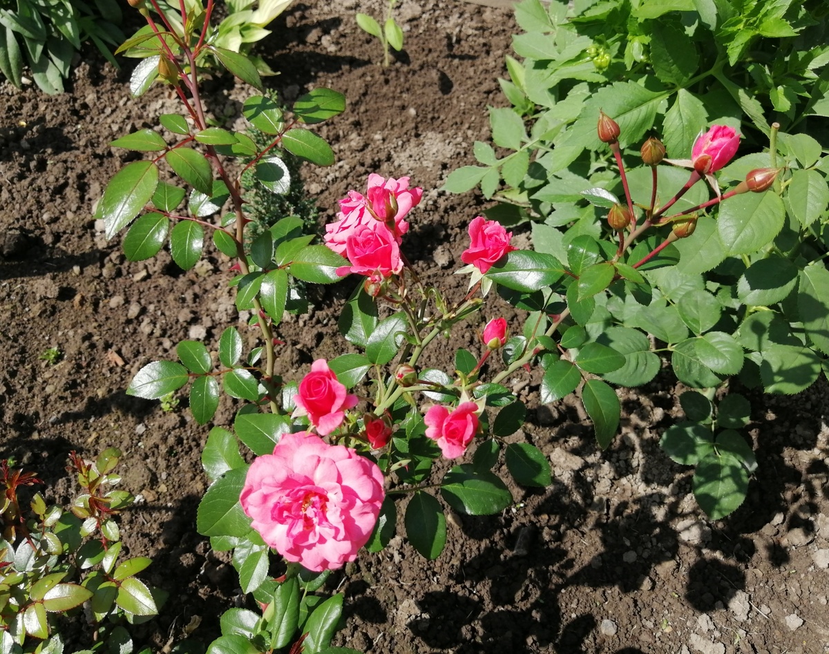 Семена из Турции: как россияне запасаются урожаем для своих огородов