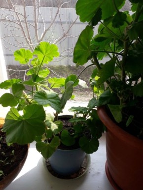 ������ ������� �������: ��� ��������, ������� � ������� ������� ����� ���������