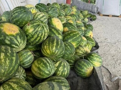 Первые арбузы Предгорья: фермеры неожиданно удивили урожаем