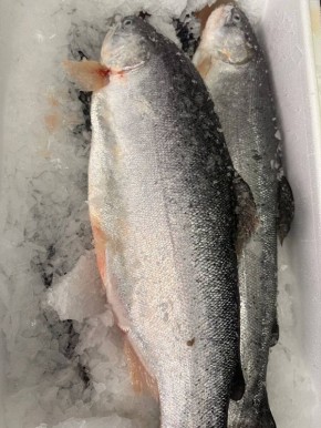 Новая рыба из Мурманска: как замена семги завоевывает рынок