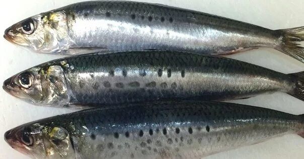 �������: ��������� ����� � ������� ������ � �������