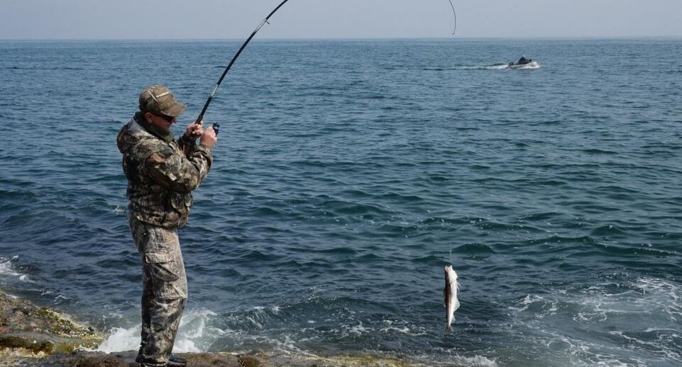 Минтай: доступный источник белка для россиян