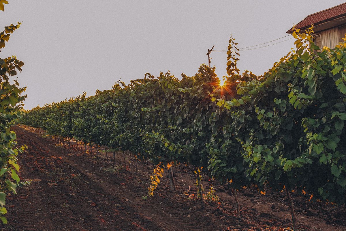 ���� � ���������: ������� ���������� Temerinda