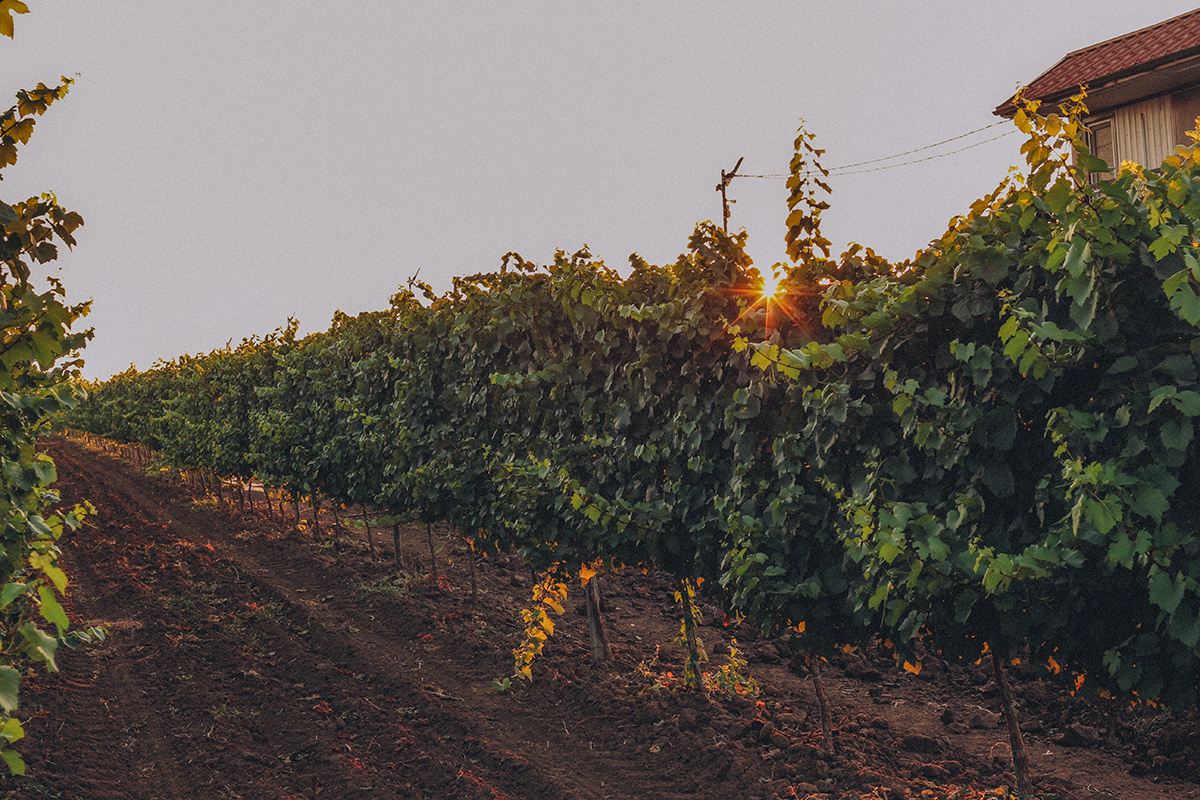 Путь к виноделию: История создателей Temerinda