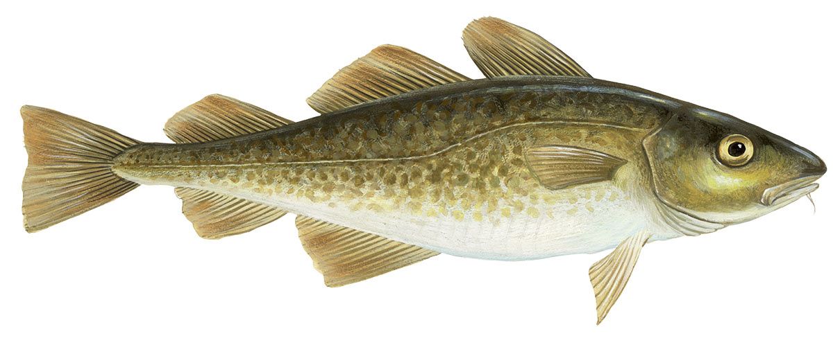 Треска: разнообразие видов и их особенности