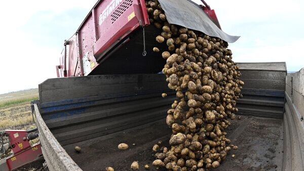 Беларусь собирает рекордные объемы урожая картофеля в 2026 году