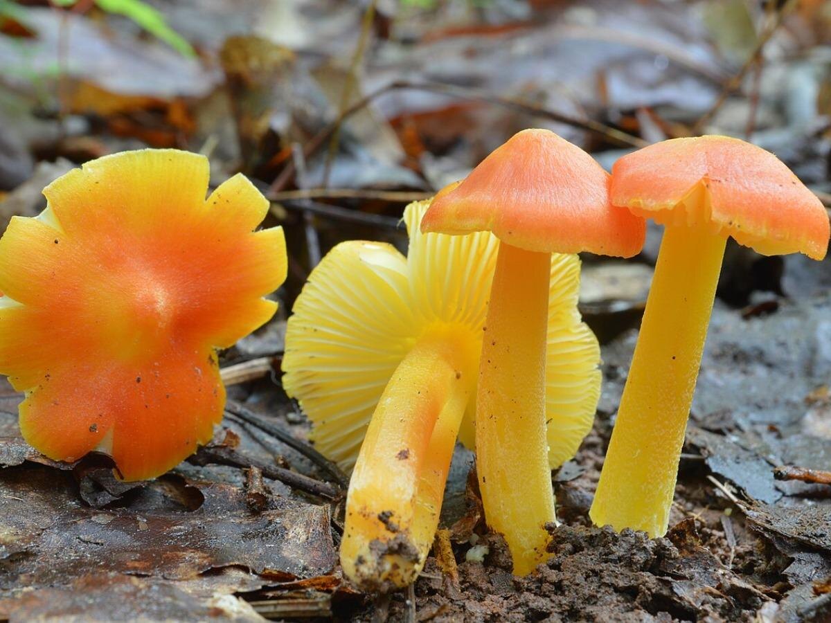 Грибной бум в Великобритании: 850 добровольцев открыли новые места обитания редчайших грибов