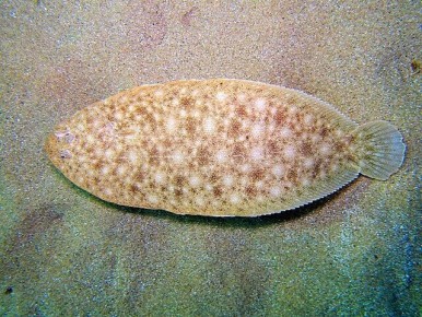 ��������� �������: ������� ����� � �������� ������� ����