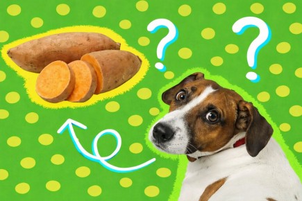 ������� ��������� ��� �����: �������� ��� ������� ��������?