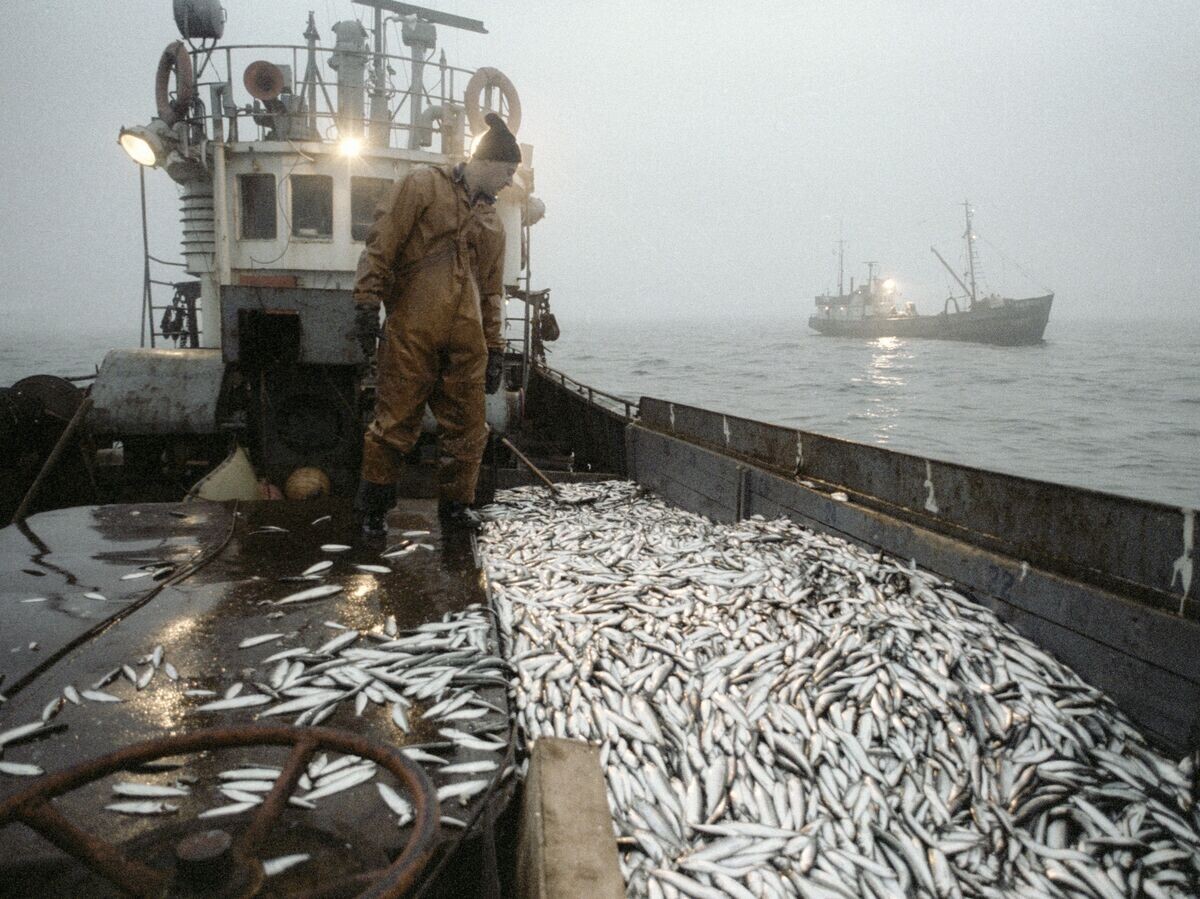 Россия на рыболовном фронте: свыше миллиона тонн вылова с начала года
