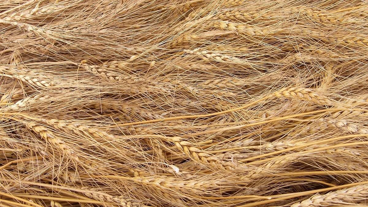 ����� ������ ����� ���������: ������ �����������