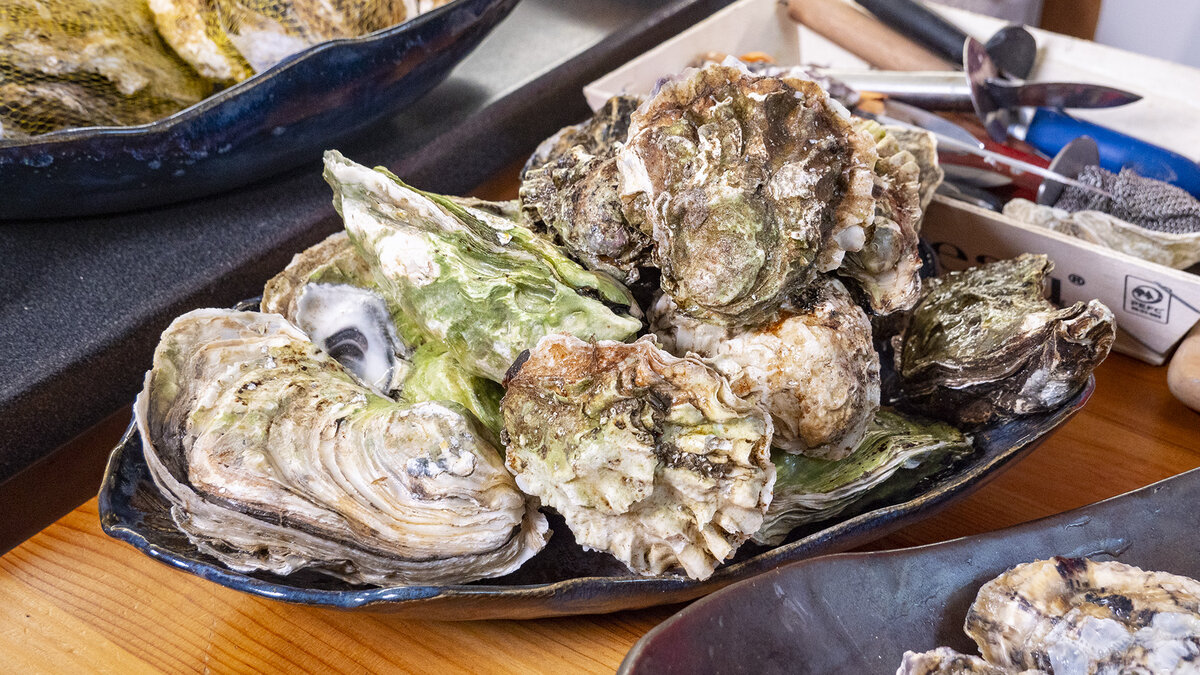 Факты об устрицах, которые вас удивят
