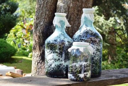 ��� ����������� �������� �� �����������: �������� �������