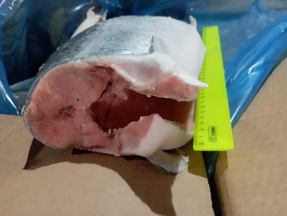 Свежая премиальная форель: новое поступление в продажу