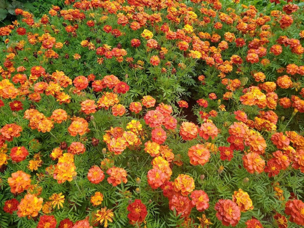 �������� ��� ����� ���������: ������� �������� �����