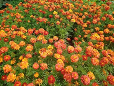 �������� ��� ����� ���������: ������� �������� �����