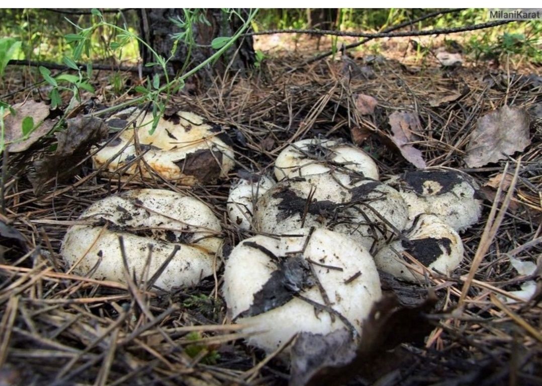 ������� ����������: ��� �������������� �������� � ������� ������������ ����� �������