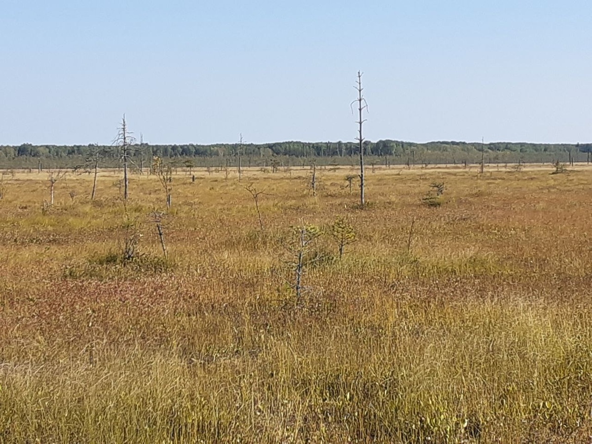 Секреты болот: как не просто собрать клюкву, а вернуться с богатым урожаем