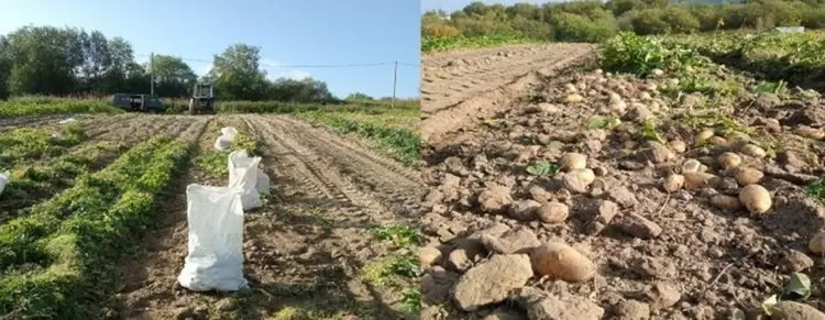 Заполярный картофель: новинки сезона привлекают внимание