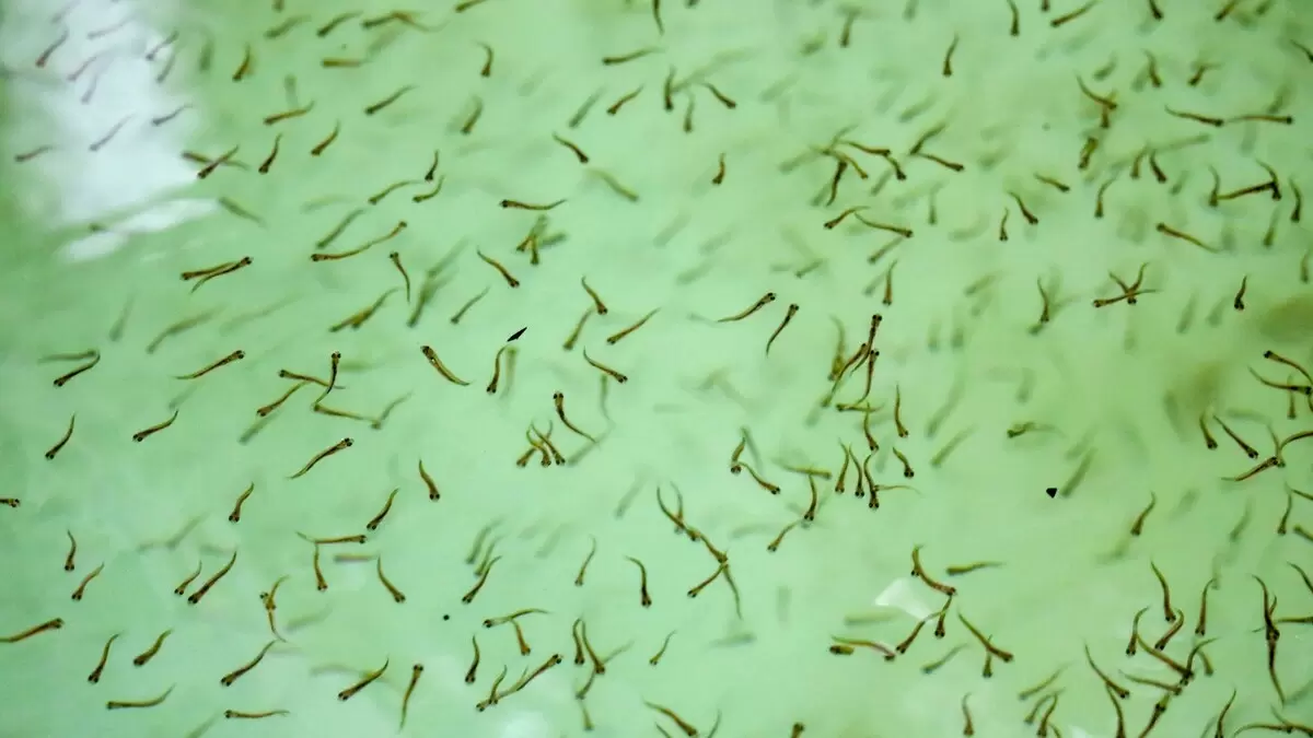 Абалакский завод готовит миллионы мальков для сибирских рек