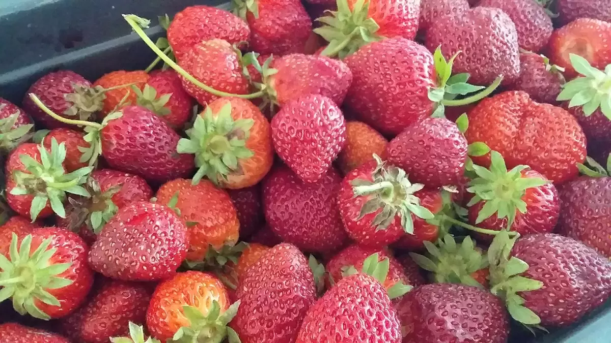 Скандальная история: как ведро клубники обернулось финансовым провалом