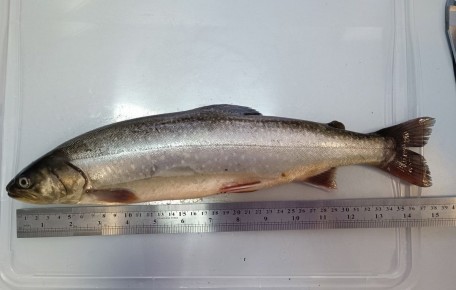 ��������� ������ ��������� ������������ ������ �� ��� �����������